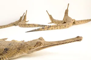 Gharial Crocodiles White Background Wallpaper