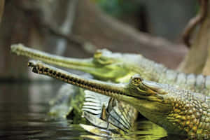 Gharial Crocodilesin Water Wallpaper