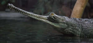 Gharial In Water Profile Wallpaper