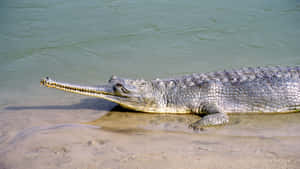 Gharial Restingby Riverbank Wallpaper