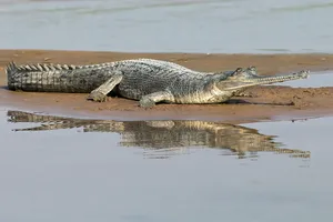 Gharial Restingby Riverbank Wallpaper