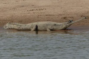 Gharial Restingby Riverbank Wallpaper