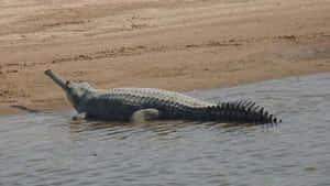 Gharial Restingby Riverbank Wallpaper