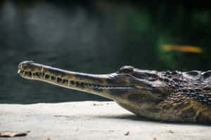 Gharial Restingby Water Wallpaper