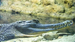 Gharial Restingin Aquatic Habitat Wallpaper