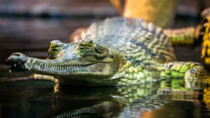 Gharial Restingin Water Wallpaper