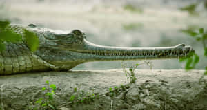 Gharial Restingon Riverbank Wallpaper