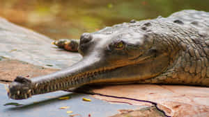 Gharial Restingon Riverbank.jpg Wallpaper