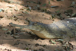 Gharial Restingon Riverbank Wallpaper