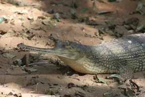 Gharial Restingon Riverbank Wallpaper