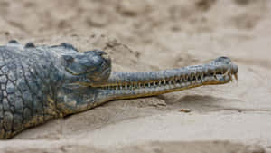 Gharial Restingon Sand Wallpaper