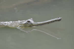 Gharial Swimming Calm Waters.jpg Wallpaper