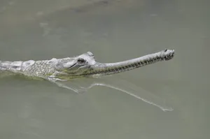 Gharial Swimming Calm Waters.jpg Wallpaper