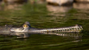 Gharial Swimming Closeup.jpg Wallpaper