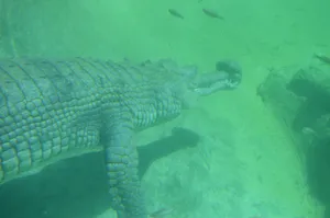 Gharial Swimming Underwater.jpg Wallpaper