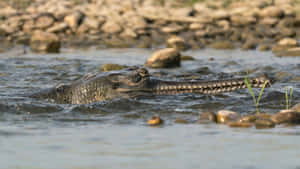 Gharial Swimmingin River Wallpaper