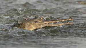 Gharial Swimmingin River Wallpaper