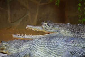 Gharialin Habitat.jpg Wallpaper