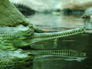 Gharialin Natural Habitat.jpg Wallpaper