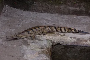 Gharialon Land Wallpaper