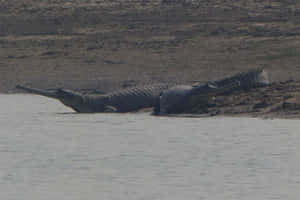 Gharialon Riverbank Wallpaper