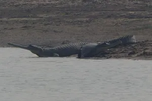 Gharialon Riverbank Wallpaper