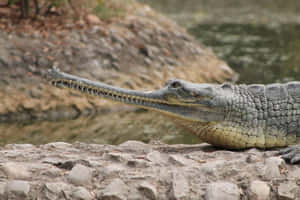 Gharialon Riverbank Wallpaper