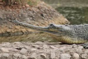 Gharialon Riverbank Wallpaper