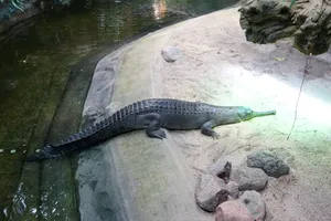 Gharialon Sandbank Wallpaper