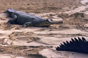 Gharialon Sandbank.jpg Wallpaper