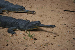 Gharials_ Resting_on_ Sandbank.jpg Wallpaper