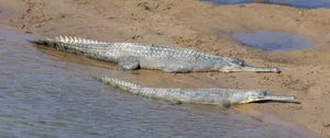 Gharials Restingby Riverbank Wallpaper