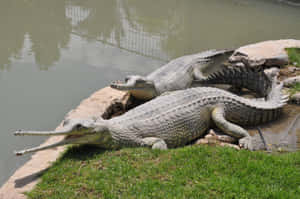 Gharials Restingby Water Edge Wallpaper