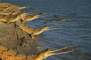 Gharials Riverbank Basking.jpg Wallpaper