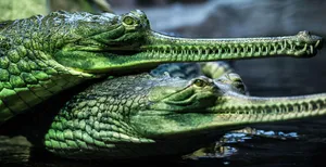 Gharials Sideby Side Wallpaper