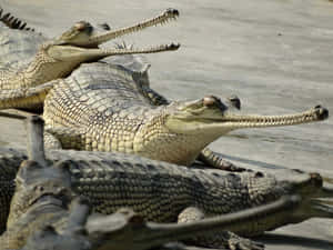 Gharials Sunningon Riverbank Wallpaper