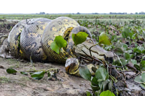 Giant_ Anaconda_ Resting_in_ Wetlands.jpg Wallpaper