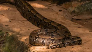 Giant_ Anaconda_ Resting Wallpaper