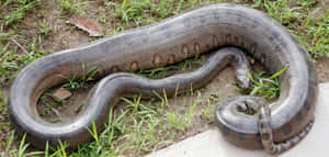 Giant Anaconda Resting Outdoors Wallpaper