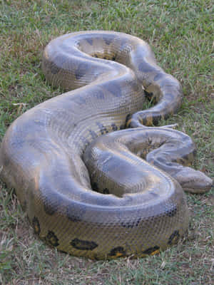 Giant Anaconda Restingin Grass Wallpaper