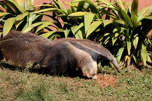Giant Anteater Foraging.jpg Wallpaper
