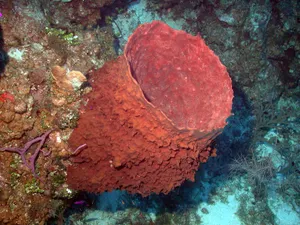 Giant Barrel Sponge Underwater Wallpaper