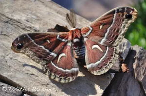 Giant Brown Ceanothus Silkmoth Butterfly Garden Wallpaper