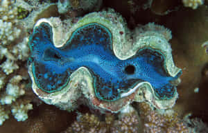 Giant Clam Closeup Underwater Wallpaper