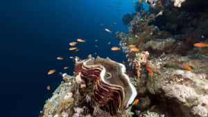 Giant Clamin Coral Reef Wallpaper