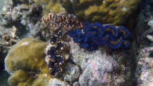 Giant_ Clams_in_ Coral_ Reef Wallpaper