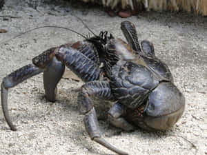 Giant Coconut Crab On Sand Wallpaper