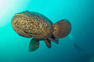 Giant Grouper Swimming Near Diver.jpg Wallpaper