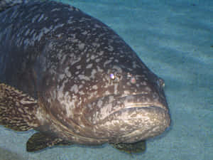 Giant Grouper Underwater Wallpaper