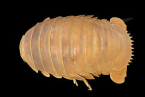 Giant Isopod Black Background Wallpaper